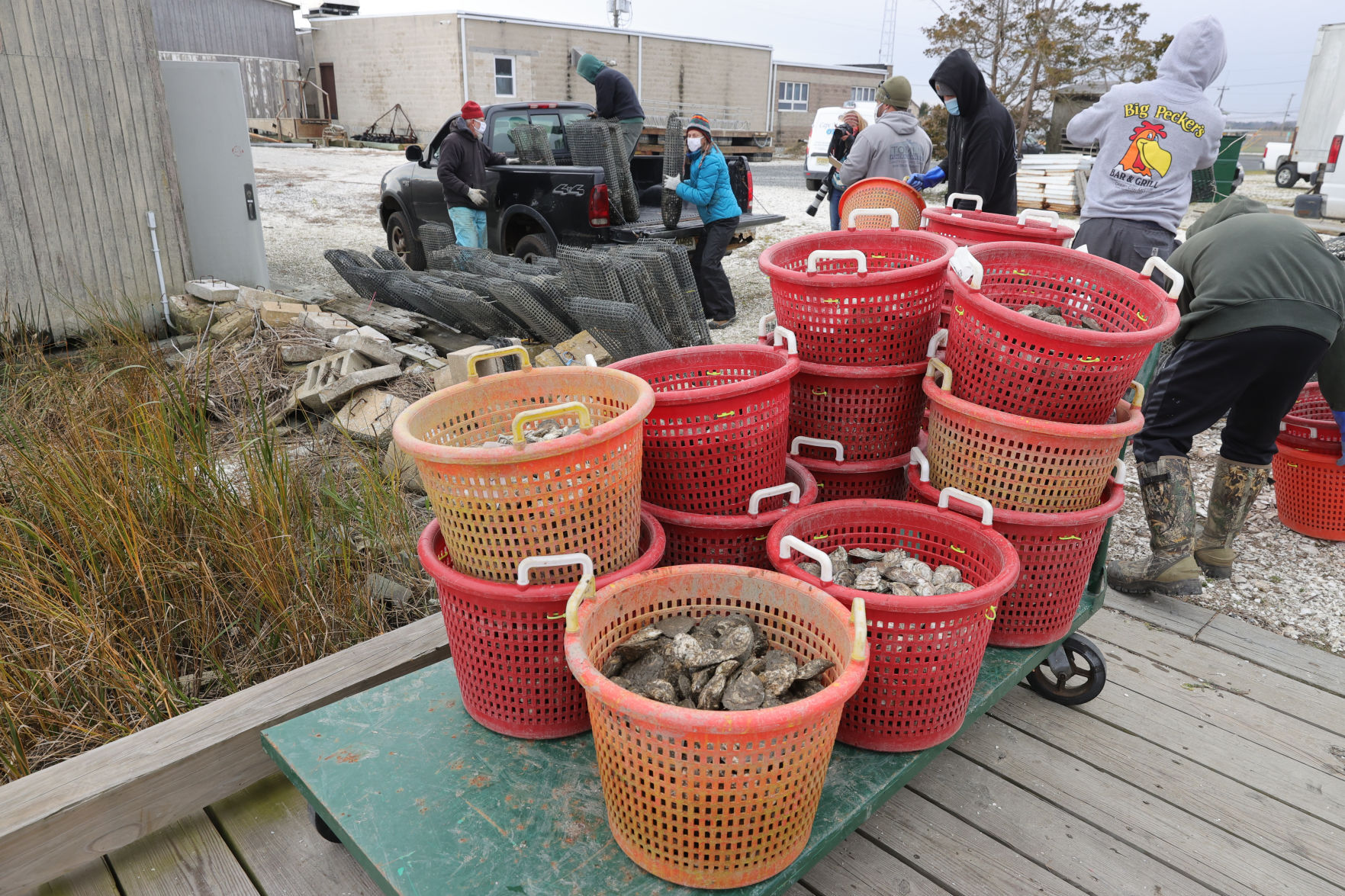 Oysters